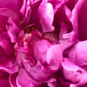 Meet your Posher, Lynn